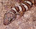 Photo of Cyrtodactylus tuberculatus (tuberculated ring-tailed gecko) - McDonald, K.,Queensland Government,1996