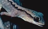 Photo of Diplodactylus vittatus (wood gecko) - McGreevy, D.,Queensland Government,1979