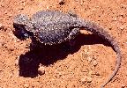 Photo of Pogona vitticeps (central bearded dragon) - Queensland Government