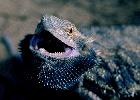 Photo of Pogona vitticeps (central bearded dragon) - Queensland Government,1987