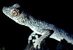 Photo of Strophurus taenicauda (golden-tailed gecko) - McGreevy, D.,Queensland Government,1979