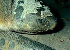 Photo of Natator depressus (flatback turtle) - Queensland Government,1976