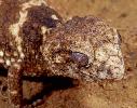 Photo of Nephrurus asper (spiny knob-tailed gecko) - McDonald, K.,Queensland Government,2000