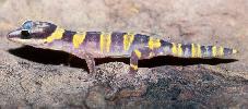 Photo of Oedura cincta (inland marbled velvet gecko) - McGreevy, D.,Queensland Government,1979