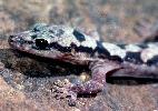 Photo of Amalosia robusta (robust velvet gecko) - Queensland Government,1997