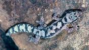 Photo of Nebulifera robusta (robust velvet gecko) - Queensland Government,1997