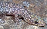 Photo of Oedura tryoni (southern spotted velvet gecko) - Queensland Government,1971