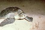 Photo of Chelonia mydas (green turtle) - Limpus, C.