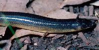 Photo of Anomalopus verreauxii (three-clawed worm-skink) - Queensland Government,1985