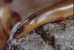 Photo of Anomalopus verreauxii (three-clawed worm-skink) - Queensland Government,1976