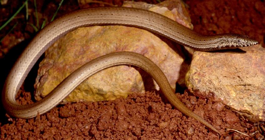 Species Profile—Lialis Burtonis (Burton's Legless Lizard) | Environment ...