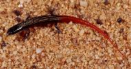 Photo of Proablepharus tenuis (northern soil-crevice skink) - McDonald, K.,Queensland Government,2000