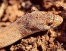Photo of Pygopus nigriceps sensu lato (hooded scaly-foot) - Queensland Government