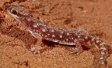 Photo of Rhynchoedura ornata sensu lato (beaked gecko) - Queensland  Government
