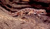 Photo of Rhynchoedura ornata sensu lato (beaked gecko) - Queensland Government