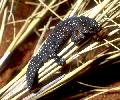 Photo of Strophurus elderi (jewelled gecko) - Dollery, C.,QPWS,2001