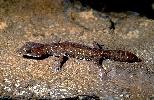 Photo of Diplodactylus tessellatus (tessellated gecko) - Dollery, C.,QPWS,2001