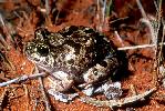Photo of Platyplectrum ornatum (ornate burrowing frog) - Dollery, C.,QPWS,2001
