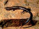 Photo of Proablepharus tenuis (northern soil-crevice skink) - Dollery, C.,QPWS,2001