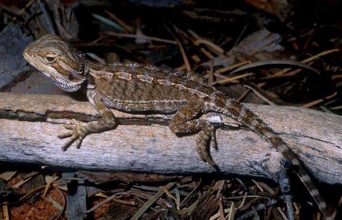 Bearded Dragon, Pogona vitticeps, Native to Australia