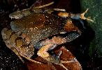 Photo of Lechriodus fletcheri (black soled frog) - Hines, H.,QPWS,1998