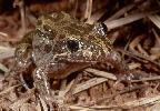 Photo of Limnodynastes convexiusculus (marbled frog) - McDonald, K.,Queensland Government,1999