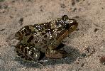 Photo of Limnodynastes fletcheri (barking frog) - Hines, H.,Queensland Government,1999