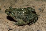 Photo of Limnodynastes fletcheri (barking frog) - Hines, H.,Queensland Government,2000