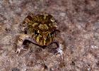 Photo of Platyplectrum ornatum (ornate burrowing frog) - McDonald, K.,Queensland Government,1996