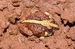 Photo of Platyplectrum ornatum (ornate burrowing frog) - Queensland Government,1988