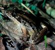Photo of Limnodynastes peronii (striped marshfrog) - McGreevy, D.,Queensland Government,1979