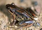 Photo of Limnodynastes peronii (striped marshfrog) - Hines, H.,Queensland Government,1998