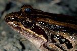 Photo of Limnodynastes peronii (striped marshfrog) - Hines, H.,Queensland Government,1999