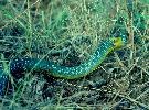 Photo of Dendrelaphis punctulatus (green tree snake) - McGreevy, D.,Queensland Government,1979