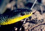 Photo of Dendrelaphis punctulatus (green tree snake) - McGreevy, D.,Queensland Government,1979