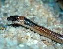 Photo of Furina diadema (red-naped snake) - McGreevy, D.,Queensland Government,1978