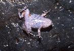 Photo of Adelotus brevis (tusked frog) - Queensland Government,1996