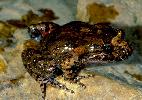 Photo of Adelotus brevis (tusked frog) - Hines, H.,Queensland Government,1998