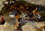 Photo of Adelotus brevis (tusked frog) - Hines, H.,Queensland Government,1998