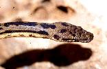 Photo of Antaresia maculosa (spotted python) - Queensland Government,1988