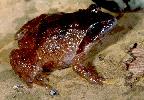 Photo of Philoria loveridgei (masked mountainfrog) - Hines, H.,Queensland Government,1998