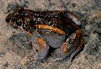 Photo of Limnodynastes salmini (salmon striped frog) - Hines, H.,Queensland Government,1999