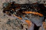Photo of Limnodynastes salmini (salmon striped frog) - Hines, H.,Queensland Government,1999