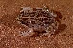 Photo of Limnodynastes tasmaniensis (spotted grassfrog) - Queensland Government,1978