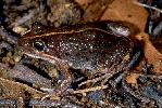Photo of Limnodynastes tasmaniensis (spotted grassfrog) - Hines, H.,Queensland Government,1999