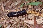 Photo of Aspidites melanocephalus (black-headed python) - Queensland Government