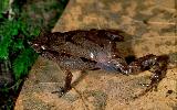 Photo of Assa darlingtoni (pouched frog) - Hines, H.,Queensland Government,1998