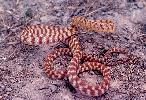 Photo of Boiga irregularis (brown tree snake) - McGreevy, D.,Queensland Government,1977