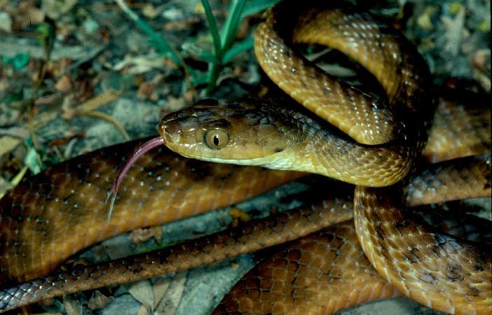 Species Profile—boiga Irregularis Brown Tree Snake Environment Land And Water Queensland