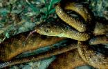 Photo of Boiga irregularis (brown tree snake) - Queensland Government,1986